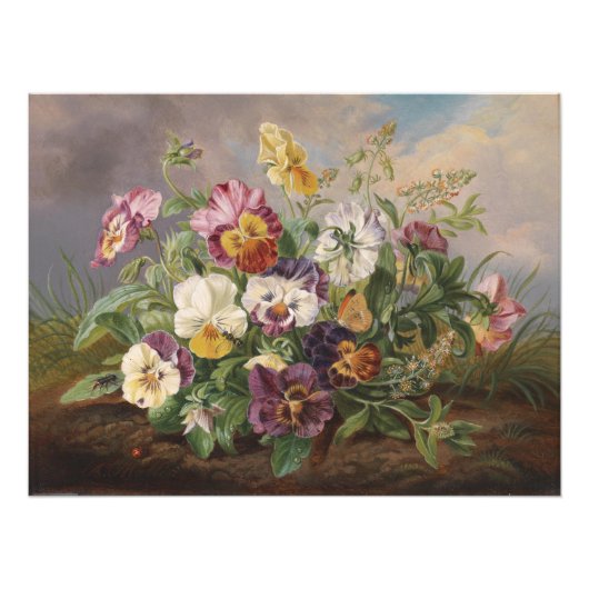 Anton Mollis Pansy Foto Afdruk (Voorkant)