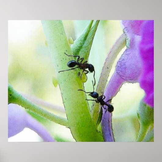 Ants in mijn Planten Poster (Voorkant)