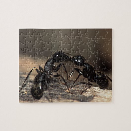 Ants Legpuzzel (Horizontaal)