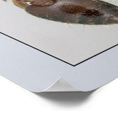 AntWeb Crematogaster harten Poster (Hoek)