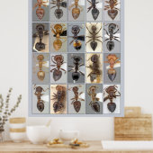 AntWeb Crematogaster harten Poster (Keuken)