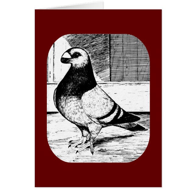Antwerpen Short Faced Pigeon (Voorkant)