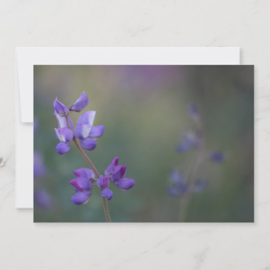 Antwoord voor veld met lupine kaart (Achterkant)