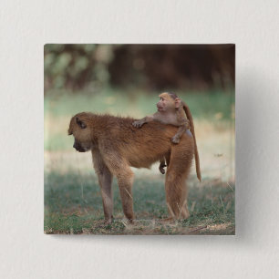 Anubis Baboon Vierkante Button 5,1 Cm