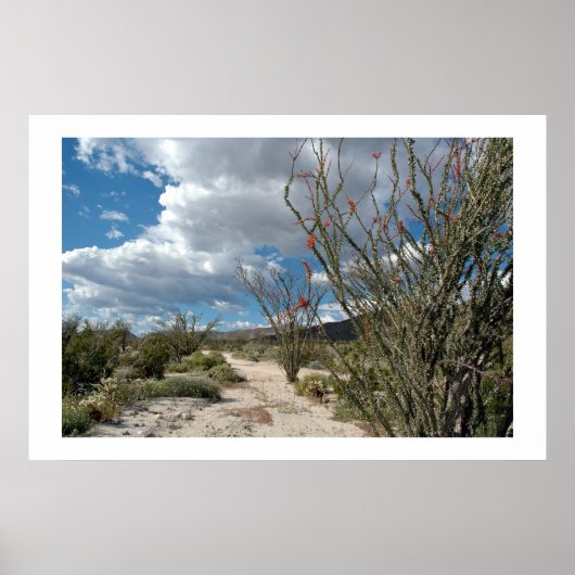 Anza Borrego - de bloom Poster (Voorkant)