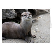 Aonyx cinerea (Devant Horizontal)