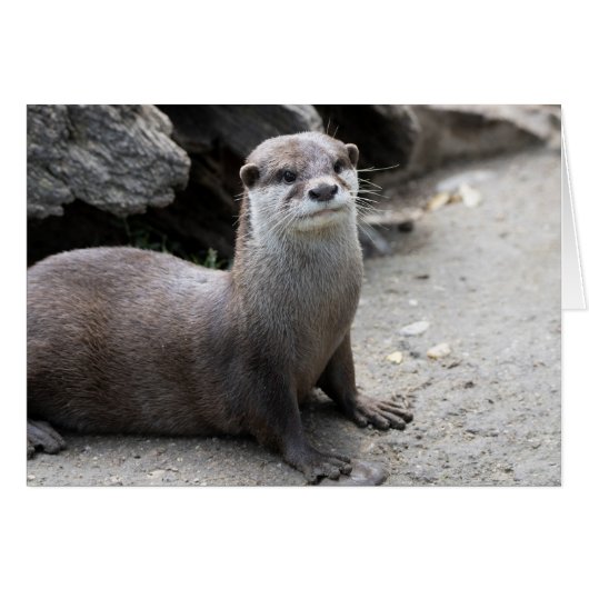 Aonyx cinerea (Devant Horizontal)