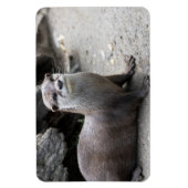 Aonyx cinerea magneet (Verticaal)