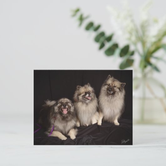 Apache raconte une carte postale de plaisanterie (Debout devant)