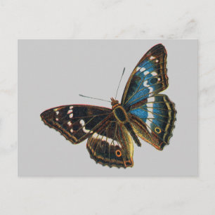 Apatura iris mannetje briefkaart