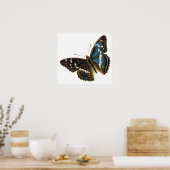 Apatura iris mannetje poster (Keuken)