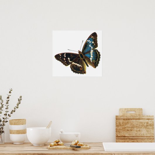 Apatura iris mannetje poster (Keuken)