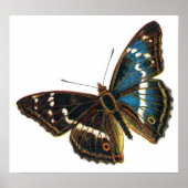 Apatura iris mannetje poster (Voorkant)