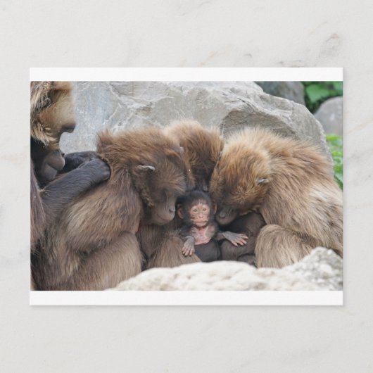 Ape Briefkaart (Voorkant)