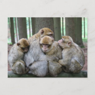Ape Group Hug Briefkaart