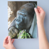 Ape hood ~ Japanse Gorilla Eating Flyer (Hand)