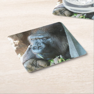 Ape hood ~ Japanse Gorilla Eating Vierkante Kartonnen Onderzetter