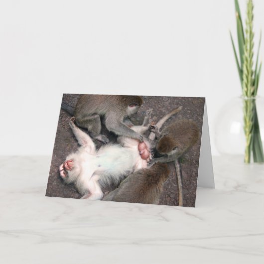 apen kaart (Voorkant)