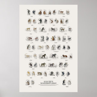 Apen - Naturalist's Library Poster