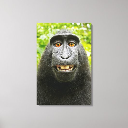 Apen Selfie Canvas Afdruk (Voorkant)