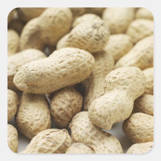 Apennoten. Vierkante Sticker (Voorkant)