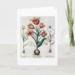 Aperta van Perfica van Tulipa niet, Tulipa Kaart