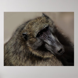 Apes liefde voor altijd poster