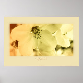 Apfelblüte Poster