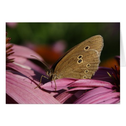 Aphantopus hyperantus (Voorkant Horizontaal)