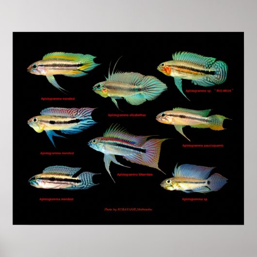 Apistogrammaの 間 ポ ス 仲 の タ poster (Voorkant)