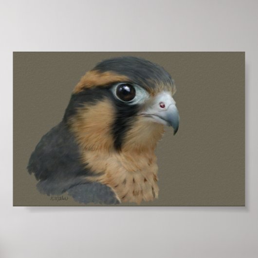 Aplomado Poster (Voorkant)