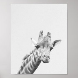 Apollo de giraffe poster