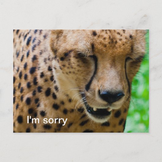 Apologetische Cheetah Briefkaart (Voorkant)