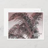 APOPKA FLORIDA BRIEFKAART (Voorkant / Achterkant)