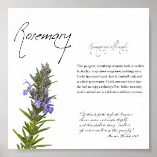 Apothécaire de plantes : romarin | Poster botaniqu