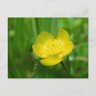Appalachian Buttercup Briefkaart