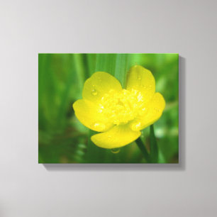 Appalachian Buttercup Canvas Afdrukken