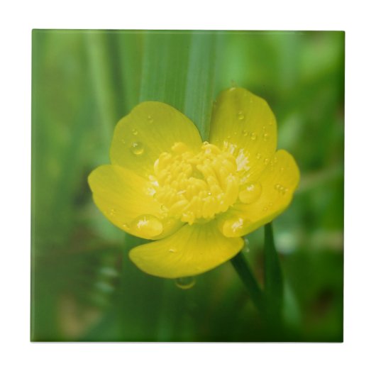 Appalachian Buttercup Decoratief Tile Tegeltje (Voorkant)