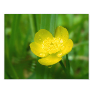 Appalachian Buttercup Foto afdrukken Afdruk