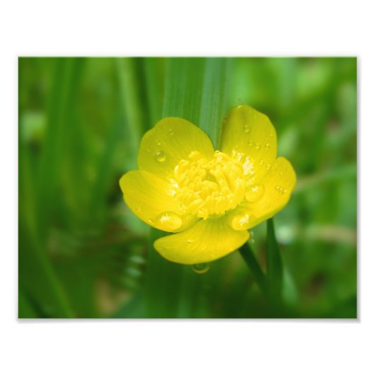 Appalachian Buttercup Foto afdrukken Afdruk (Voorkant)