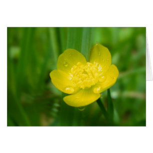 Appalachian Buttercup Kaart