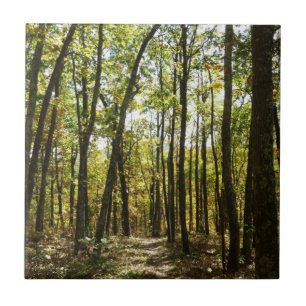 Appalachian Trail in oktober bij Shenandoah Tegeltje