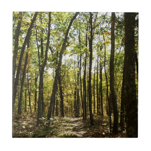 Appalachian Trail in oktober in Shenandoah Tegeltje (Voorkant)