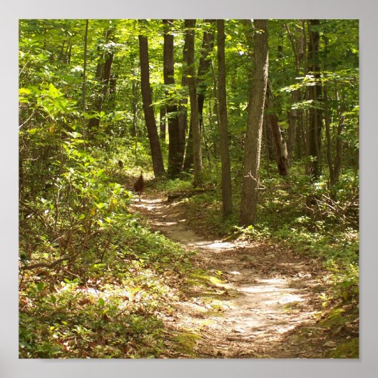 appalachian trail wilde kalkoenen poster (Voorkant)