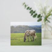 Appaloosa Briefkaart (Staand voorkant)