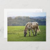 Appaloosa Briefkaart (Voorkant / Achterkant)