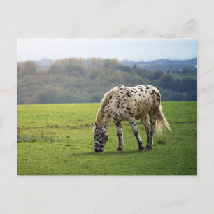 Appaloosa Briefkaart