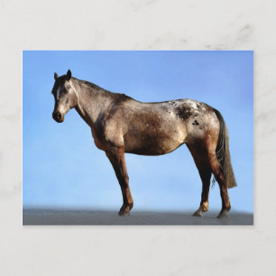 Appaloosa Briefkaart