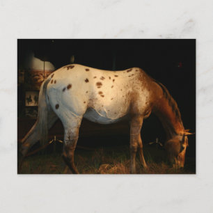 Appaloosa Briefkaart
