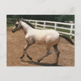 Appaloosa/Colorado Ranger Colt Briefkaart